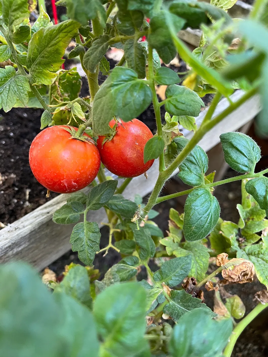 A close up of two tomatoes growing on the vine