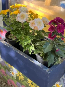 A blue planter with flowers in it.